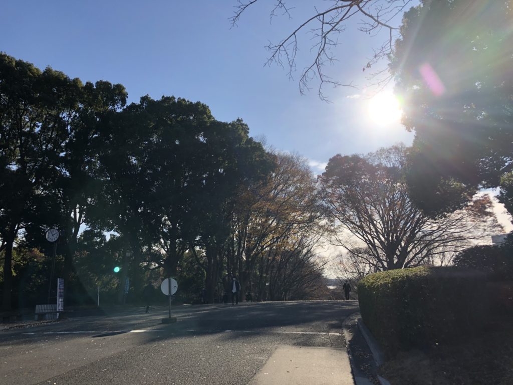 東海大学湘南キャンパスの門を過ぎた付近の写真。幅広い道の脇に背の高い木が並び、青空が広がっている。